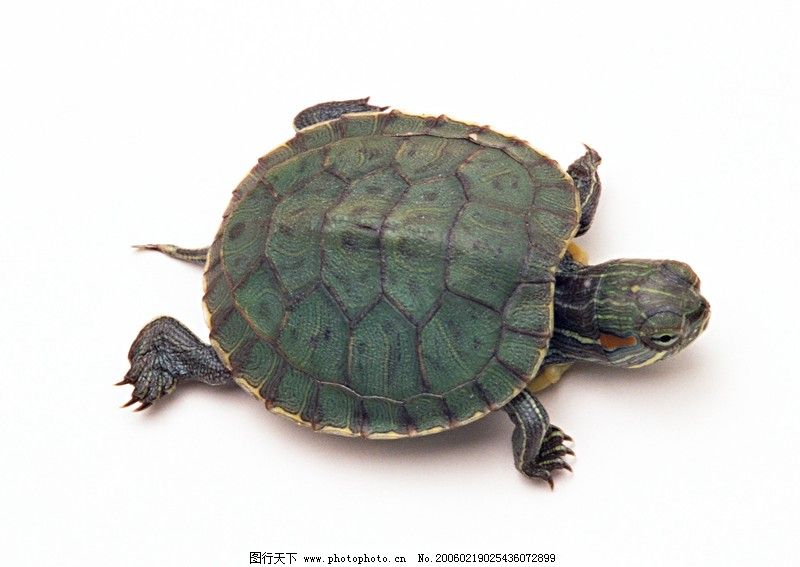 梦见挖结了龟好多后来挖到了蛇,探索梦境背后的深层含义 梦见挖结了龟好多后来挖到了蛇,探索梦境背后的深层含义